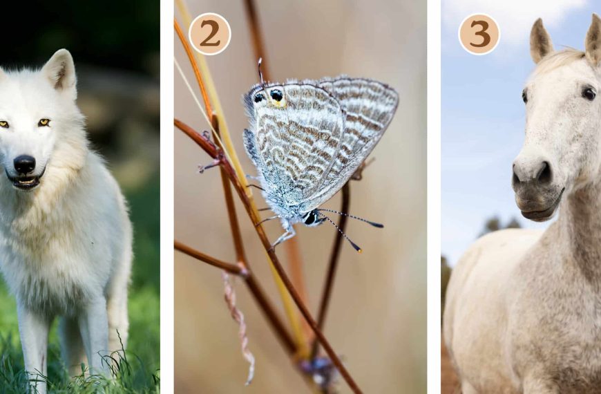 Personality test: Which animal inspires you? Discover your inner guide to realizing your ambitions!