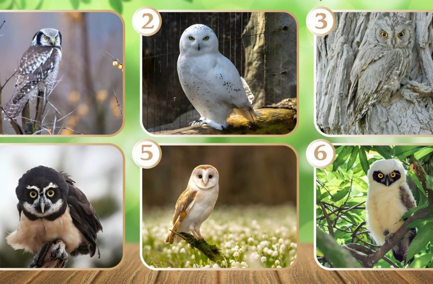 Personality test: Which owl attracts you most? Select from these 6 mysterious guardians of the night and receive the insightful advice to brighten your day!