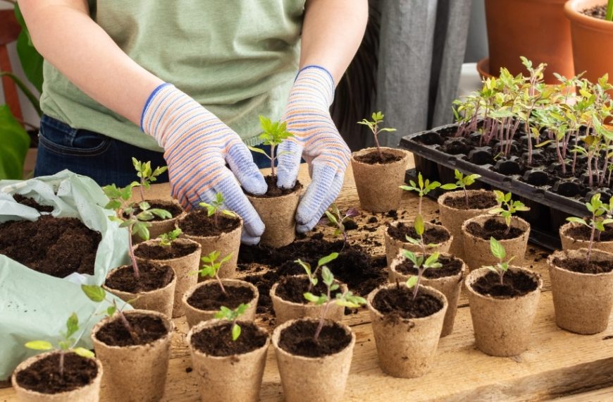 Practical advice for successfully transplanting your tomato seedlings: when to move from pots to soil