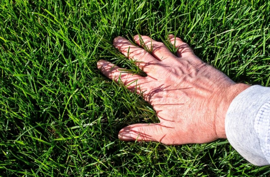 Conseils pratiques : les erreurs à éviter pour obtenir une pelouse resplendissante au printemps