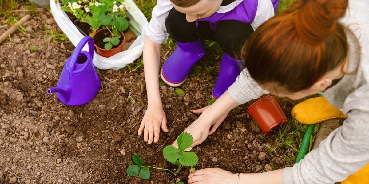 Conseils pratiques : quelles plantes éviter de planter près de vos fraisiers