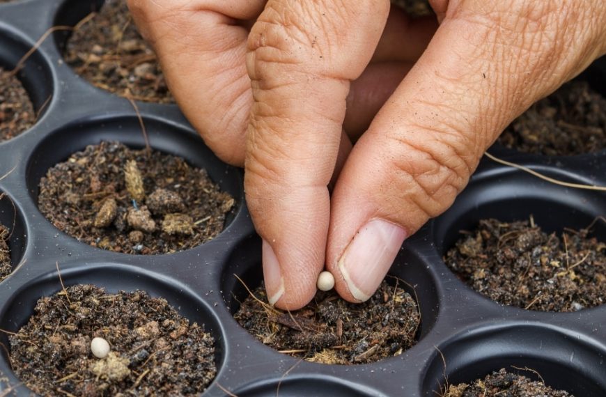 Préparez votre jardin de printemps : découvrez les semis à réaliser sans attendre pour un potager réussi