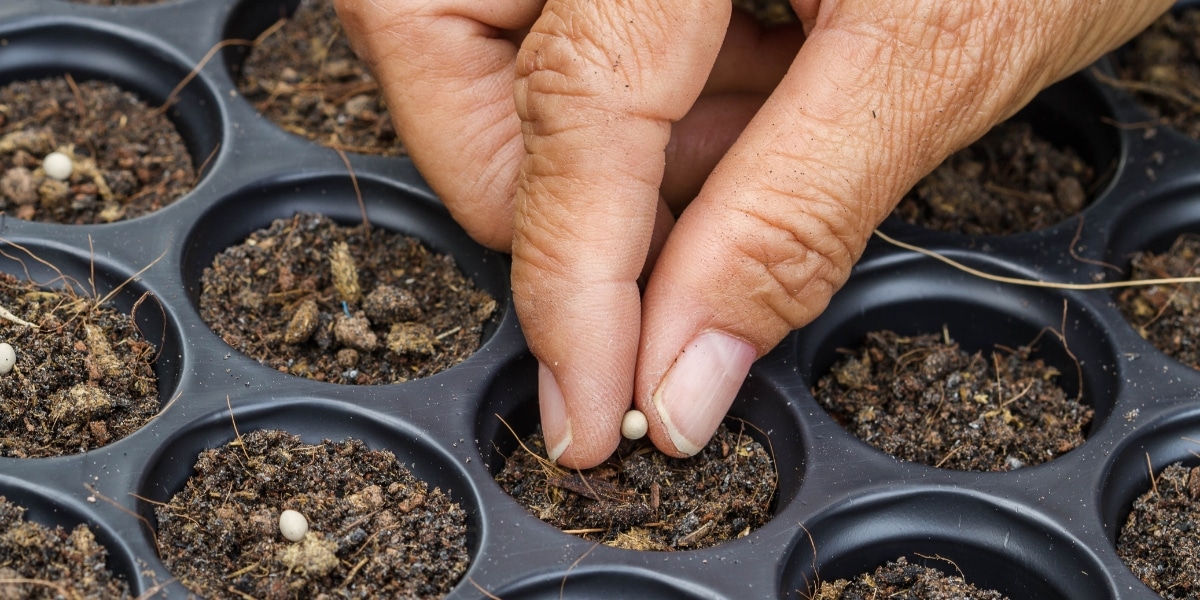 Préparez votre jardin de printemps : découvrez les semis à réaliser sans attendre pour un potager réussi