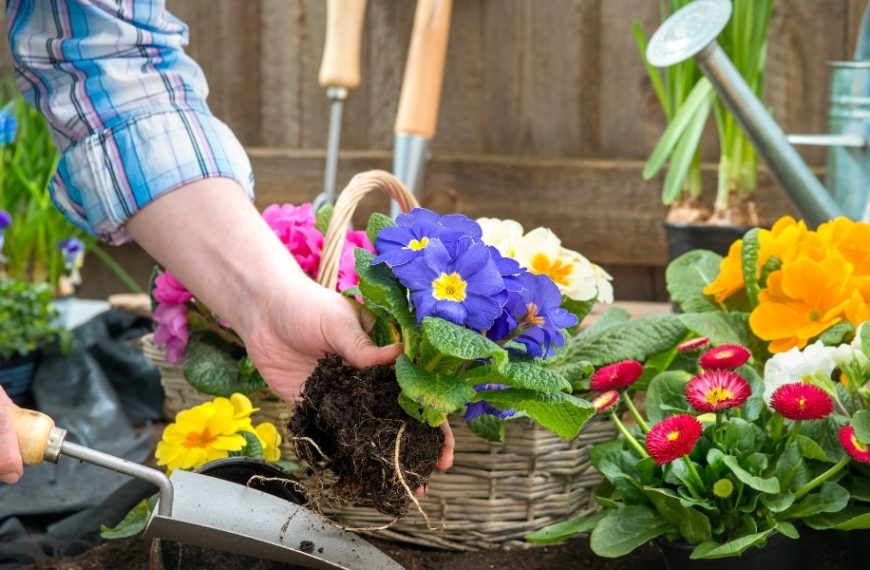Préparation du printemps : découvrez 5 fleurs à planter en mars pour embellir votre jardin