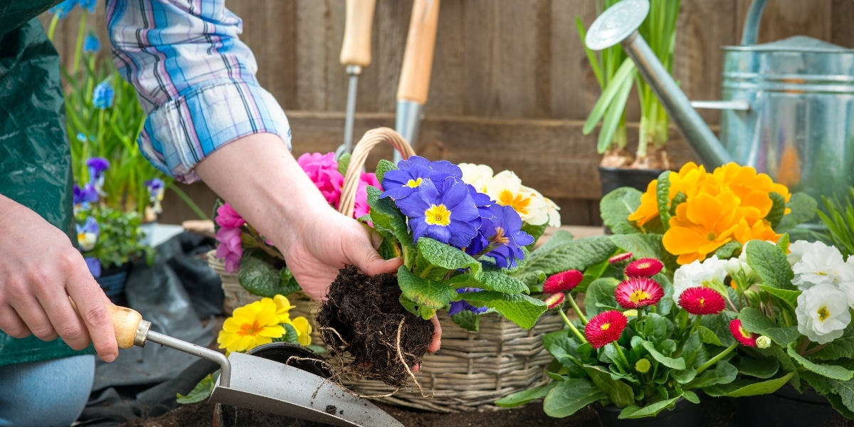 Préparation du printemps : découvrez 5 fleurs à planter en mars pour embellir votre jardin
