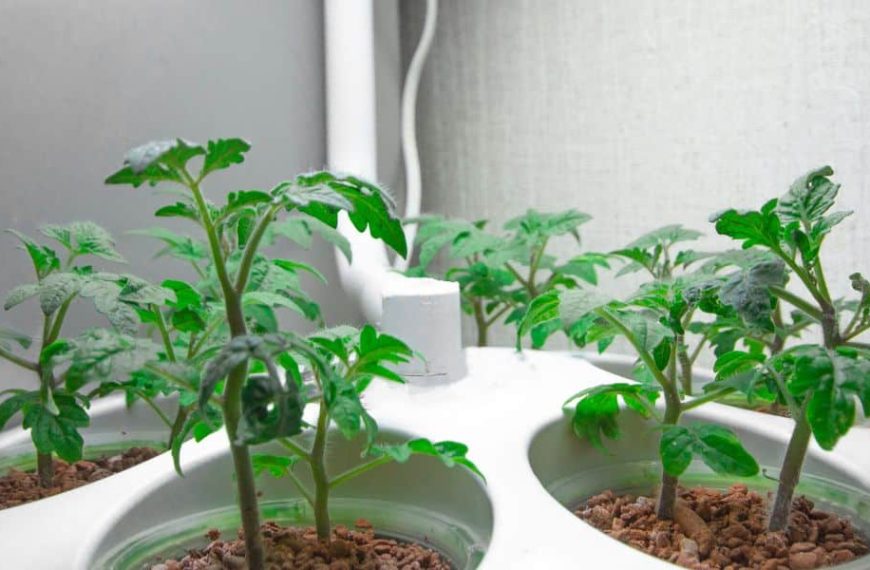 Croissance des tomates ou comment booster le sol avant de planter les vôtres ?