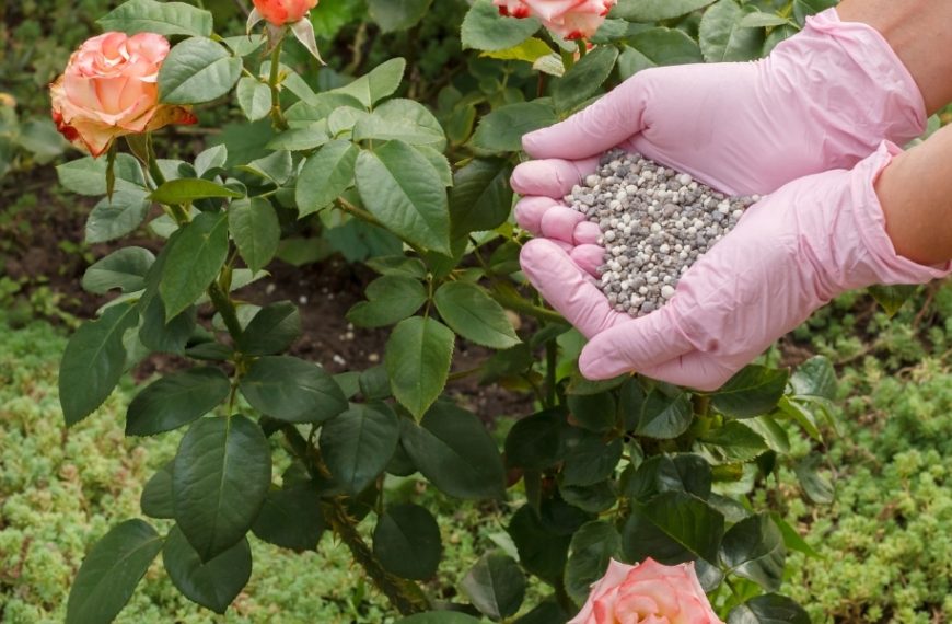 What is the best fertilizer for roses in spring? Our best tips