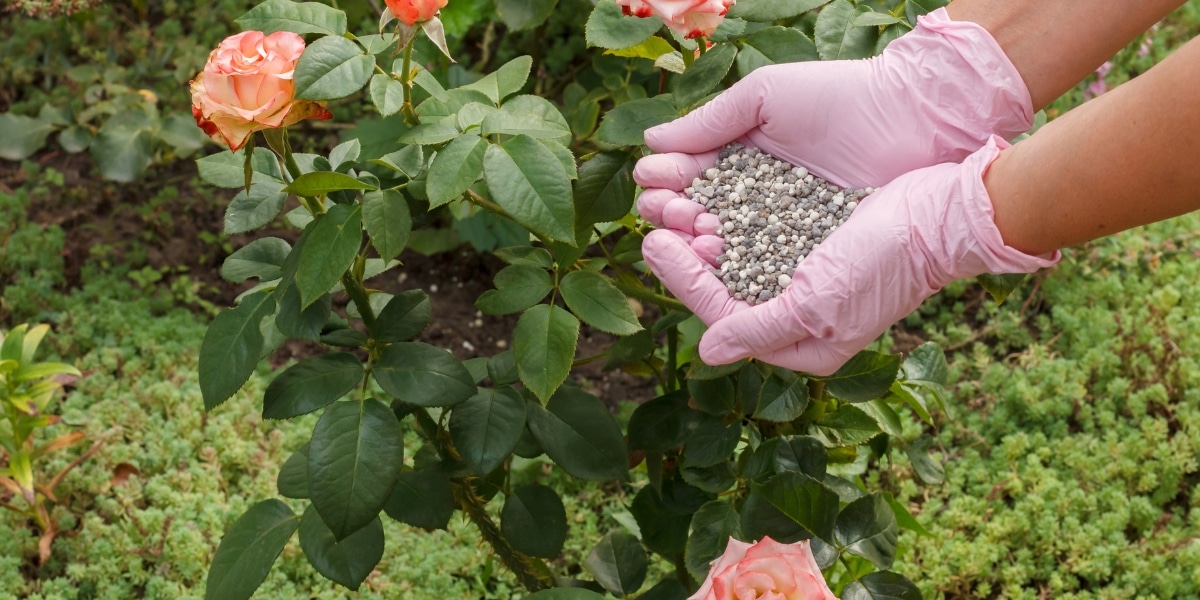 What is the best fertilizer for roses in spring? Our best tips