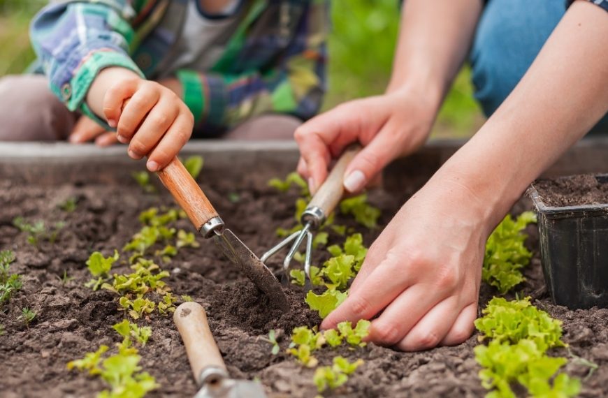 What to do in March in the vegetable garden?