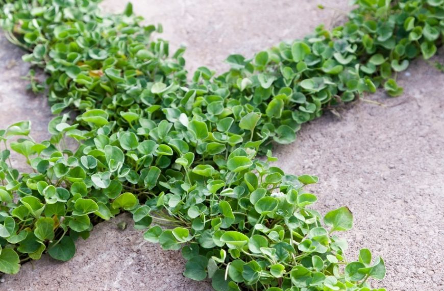 Quelle est la meilleure plante couvre-sol anti-mauvaises herbes ? 6 espèces pour désherber naturellement ce printemps