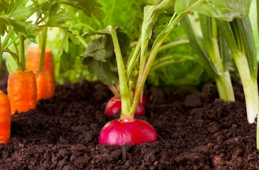 When to plant the main vegetables in the garden, depending on the climate?