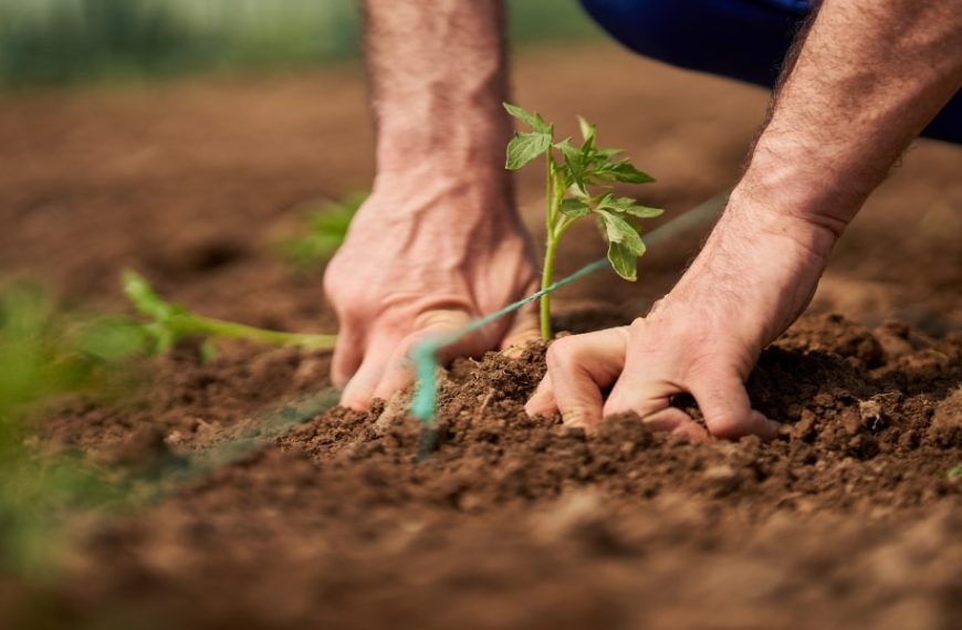 When to plant tomatoes in 2024: planting methods and tips for a juicy harvest