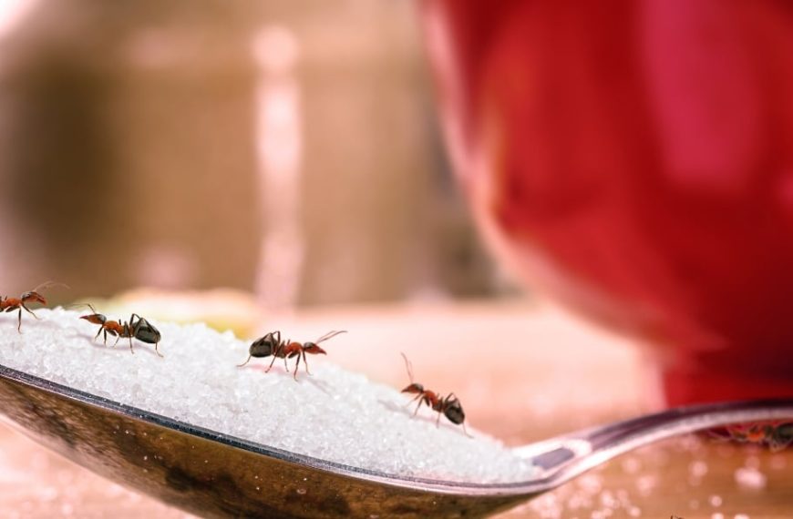 Découvrez nos astuces pour éloigner les fourmis de votre maison naturellement !