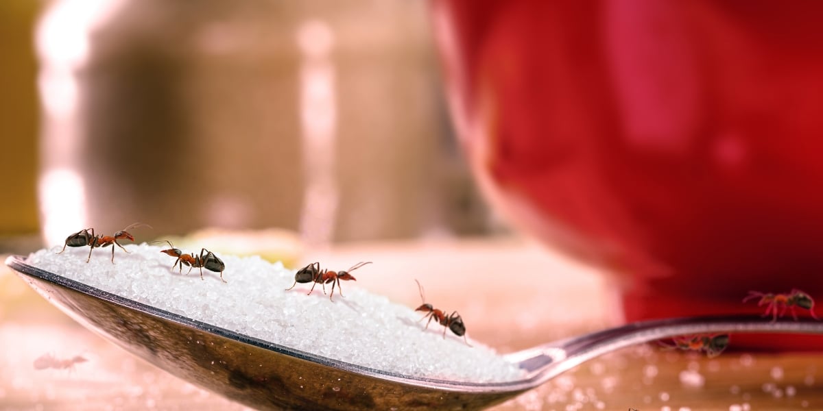 Découvrez nos astuces pour éloigner les fourmis de votre maison naturellement !