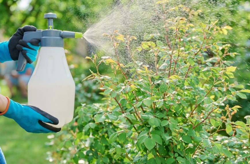 Découvrez l'astuce infaillible pour créer un insecticide naturel maison afin de protéger vos plantes !