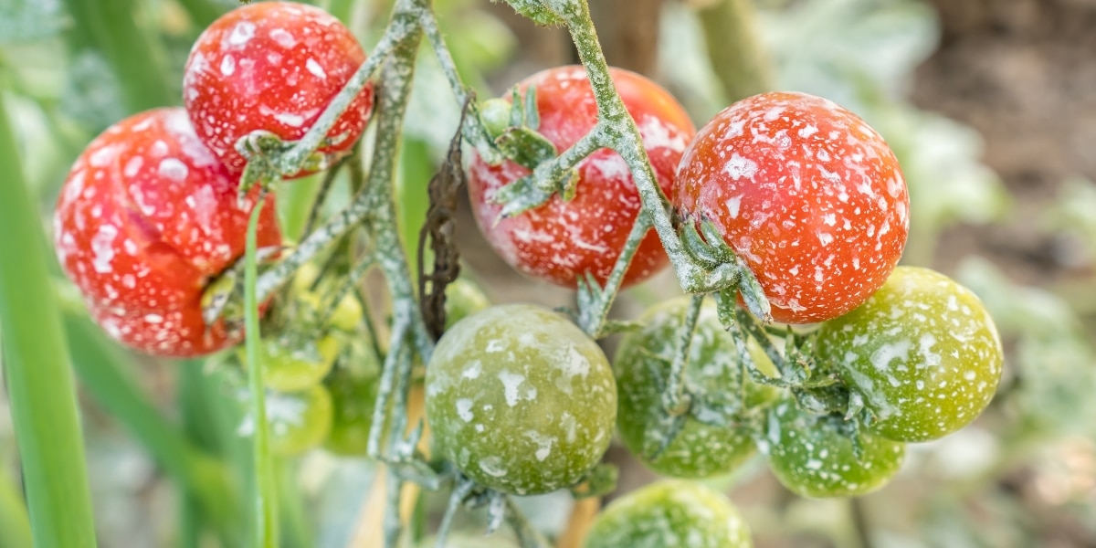 Découvrez le secret des jardiniers : comment faire un engrais naturel pour des tomates savoureuses et quelle est la recette du meilleur fertilisant maison