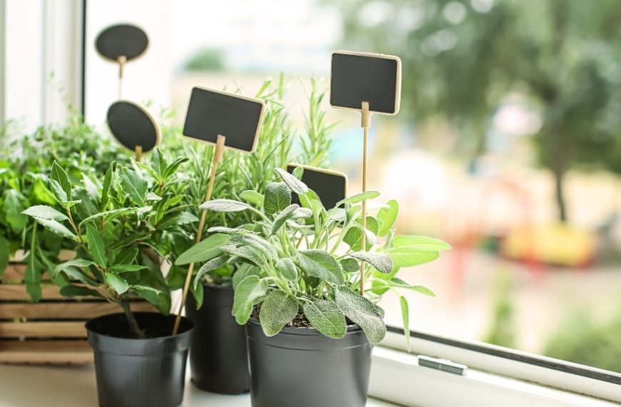 Essential tips for growing herbs successfully, with perfect care and pruning!