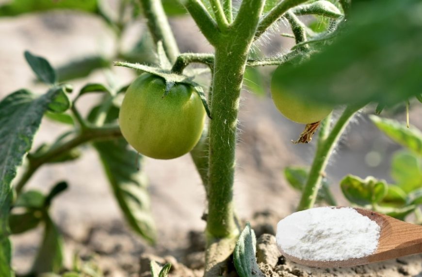 Astuces du quotidien : pourquoi mettre du bicarbonate de soude au pied des tomates peut transformer votre jardin