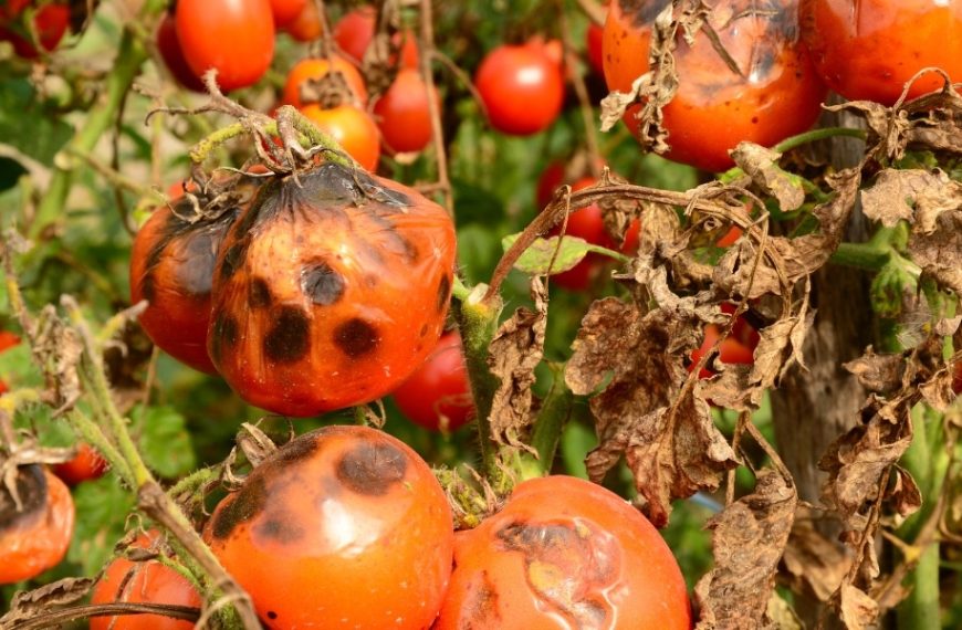 Combattre le mildiou des tomates avec des astuces naturelles : guide pratique pour protéger votre potager