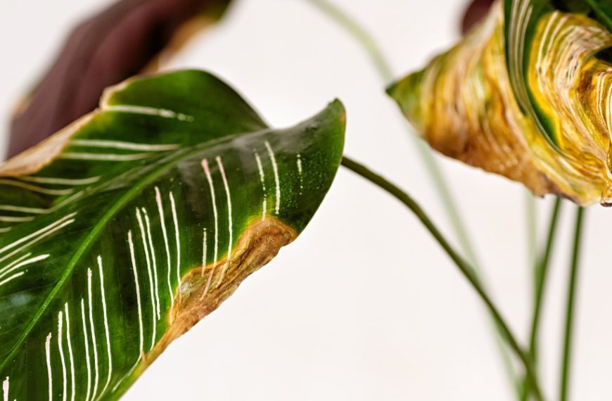 Find out how to stop your plant’s leaves falling off and bring it back to life?