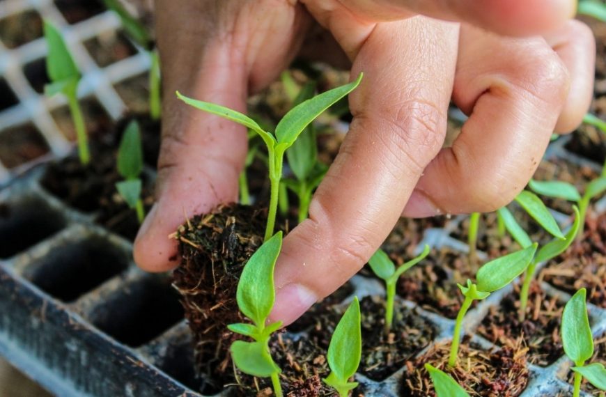 Gardening tips: vegetables to sow before the end of April for a summer feast