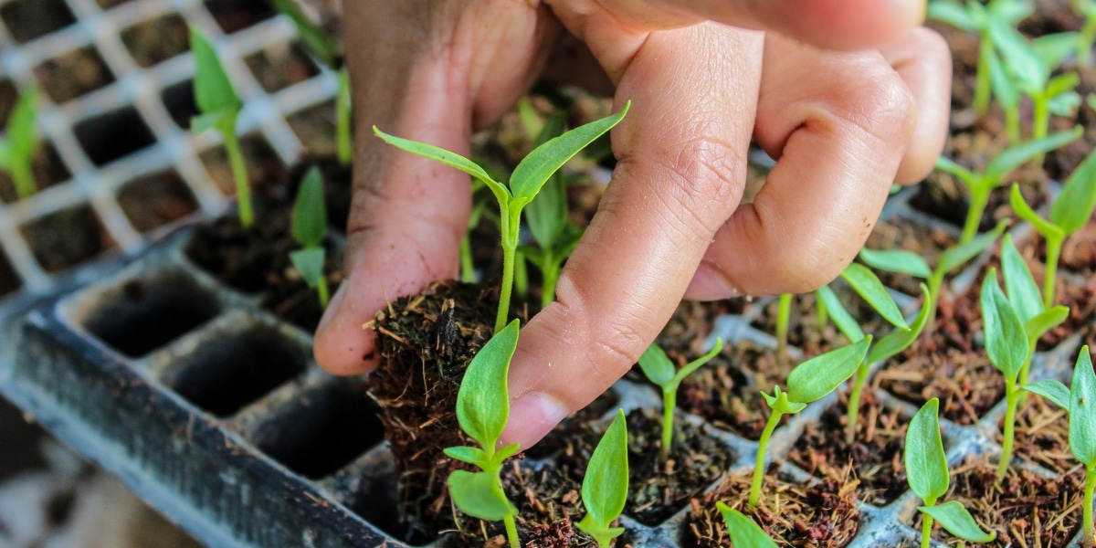 Gardening tips: vegetables to sow before the end of April for a summer feast