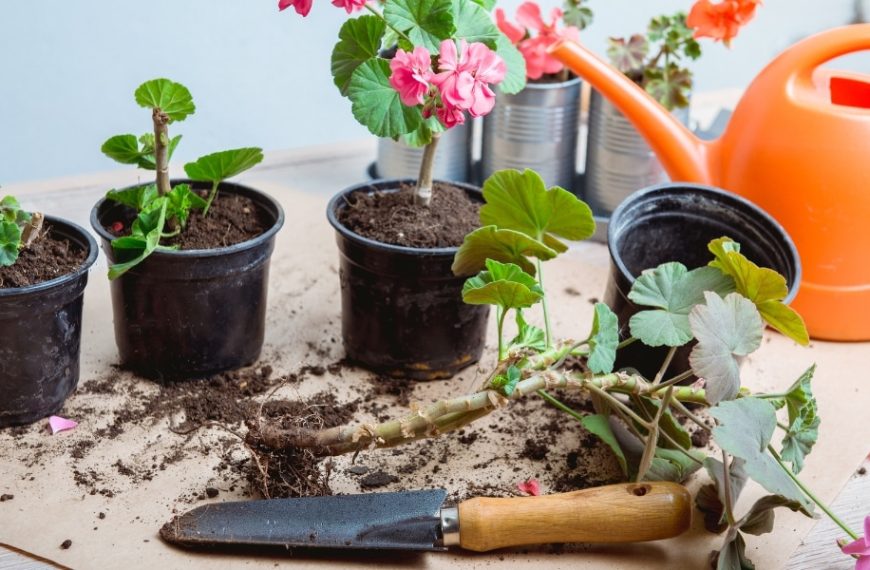 Cultiver des géraniums éclatants sur votre balcon : découvrez l'astuce infaillible
