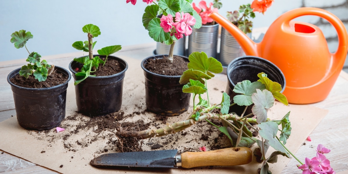 Cultiver des géraniums éclatants sur votre balcon : découvrez l'astuce infaillible