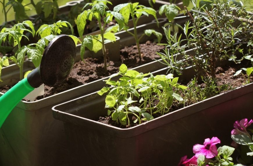 Cultivez des tomates sans les arroser : astuces pratiques pour un jardin autonome