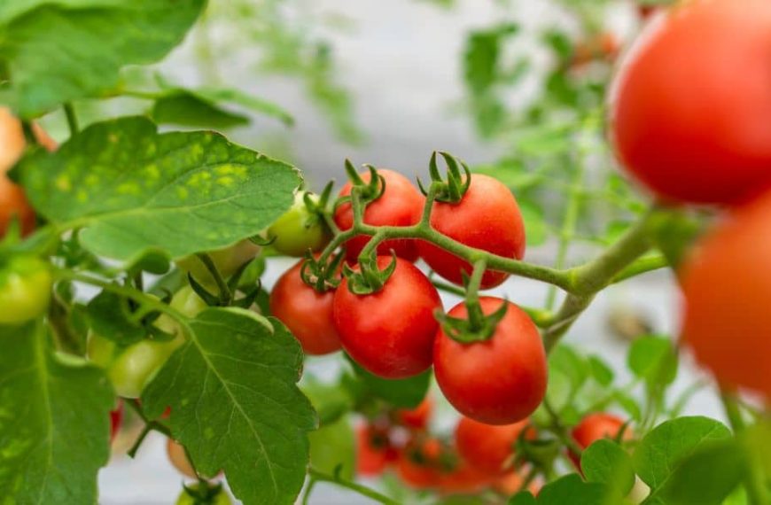 Pollinisation manuelle des tomates en serre : des astuces pratiques pour un jardinage réussi