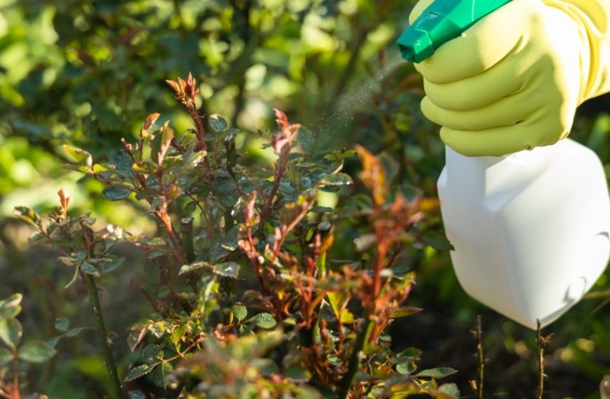 Comment utiliser efficacement du vinaigre blanc pour lutter contre les pucerons dans votre jardin ?