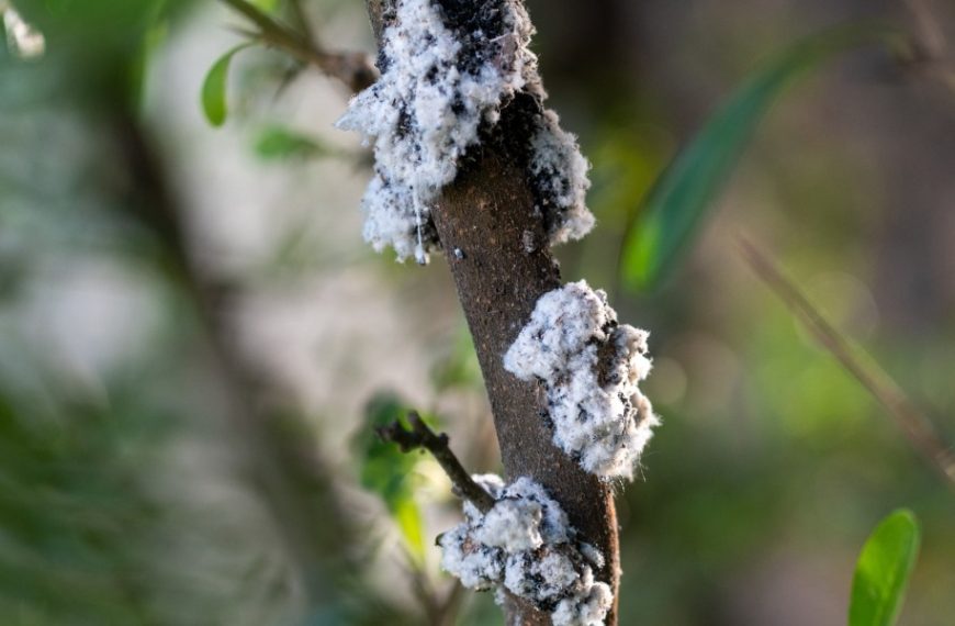 Comment vaincre naturellement le puceron lanigère : des astuces pratiques pour protéger votre jardin