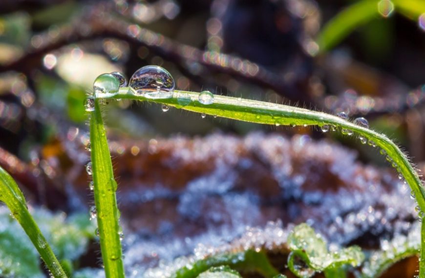 How to protect plants from spring frost – Effective tips