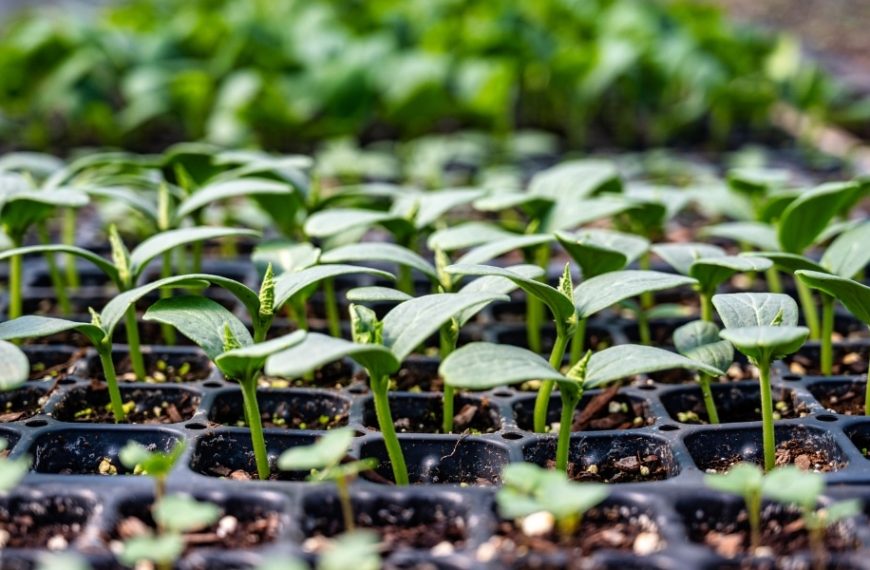Nos astuces essentielles pour réussir vos semis en avril et booster votre jardin