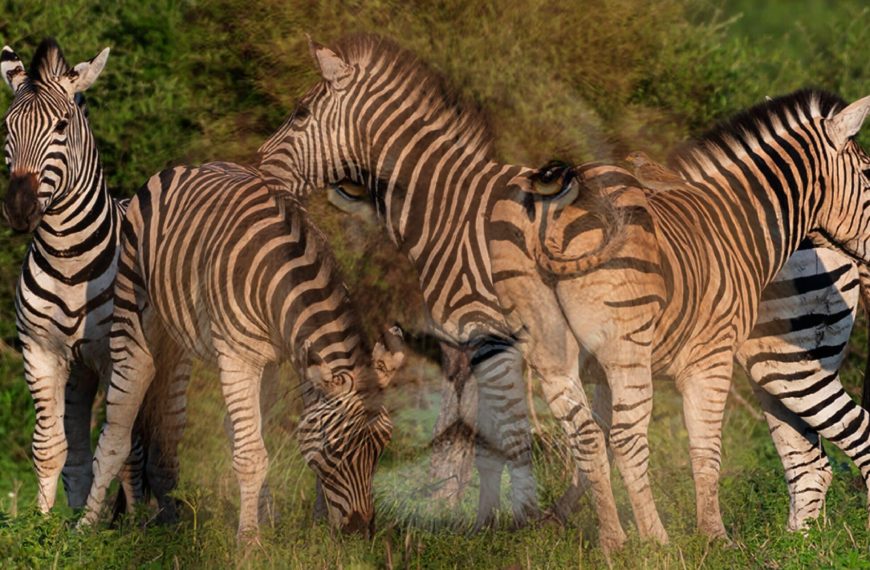 Personality test: Discover your true nature by revealing the hidden animal that represents you!