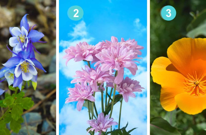 Personality test: Reveal your mental strength by choosing from these 3 mysterious flowers!