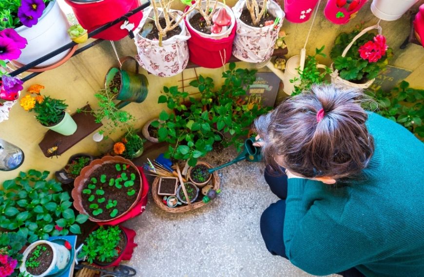 Conseils pratiques : choisir le bon arbre pour votre balcon ensoleillé, découvrez 4 variétés idéales pour la culture en conteneur