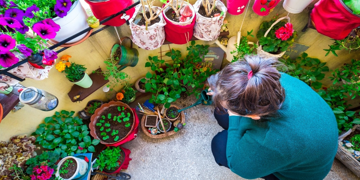 Conseils pratiques : choisir le bon arbre pour votre balcon ensoleillé, découvrez 4 variétés idéales pour la culture en conteneur