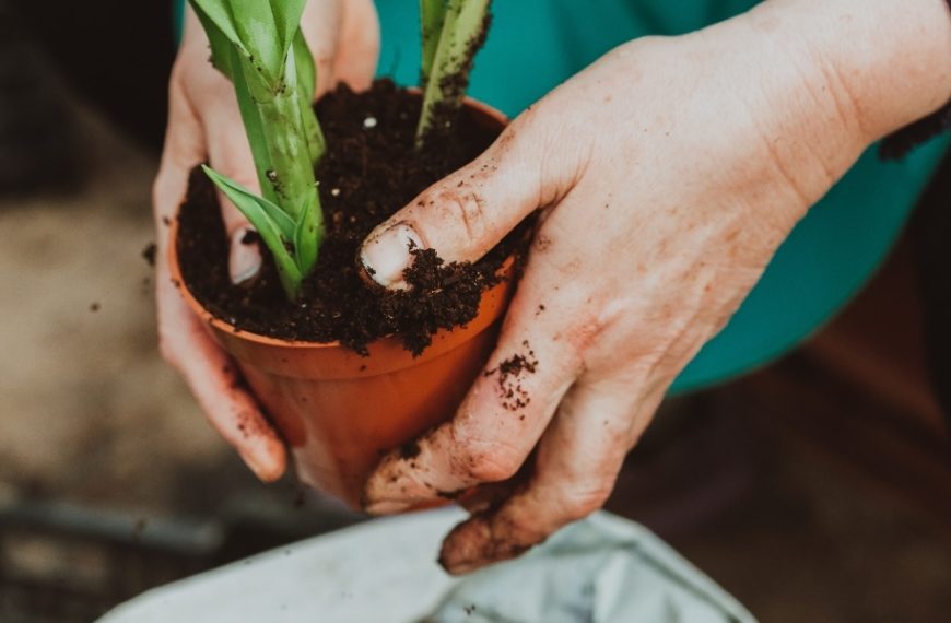 Practical advice on how to best prepare overwintered plants for their return to the pot!