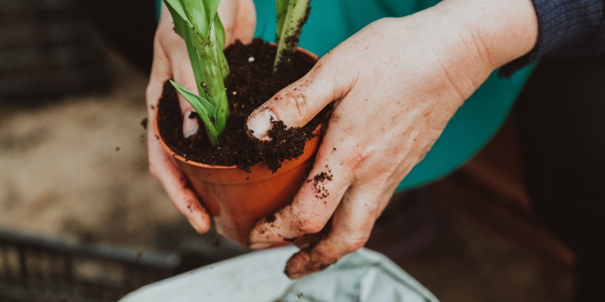 Practical advice on how to best prepare overwintered plants for their return to the pot!