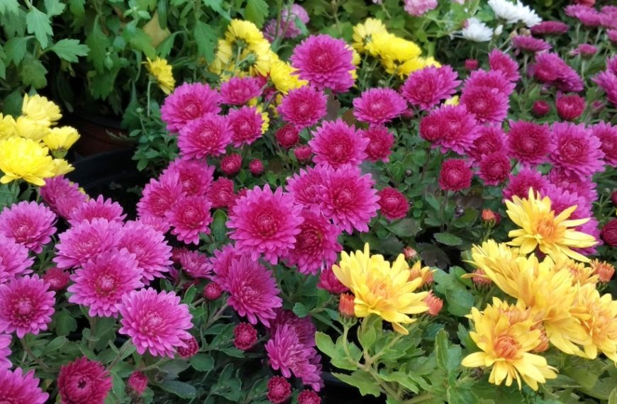 Conseils pratiques pour un jardin resplendissant : découvrez les 5 plantes vivaces incontournables pour une explosion de couleurs au printemps prochain