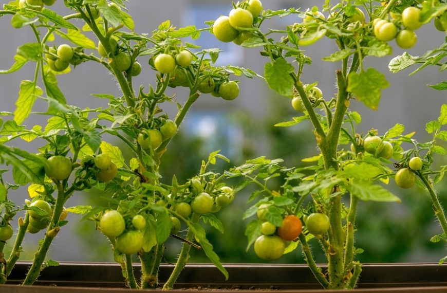 Conseils pratiques pour une culture réussie de la tomate-cerise : optimisez votre potager