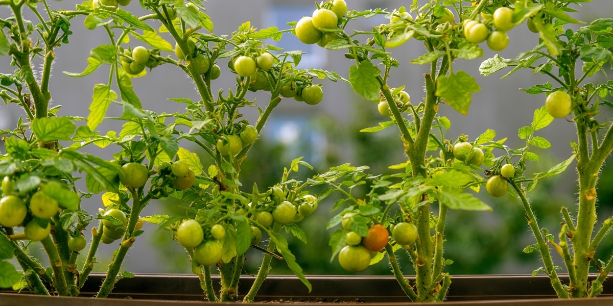 Conseils pratiques pour une culture réussie de la tomate-cerise : optimisez votre potager