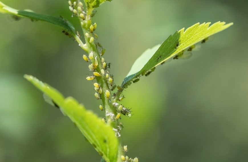 Practical tips to keep your young plants aphid-free with effective natural remedies!