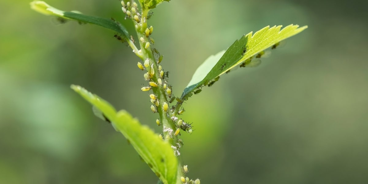 Practical tips to keep your young plants aphid-free with effective natural remedies!