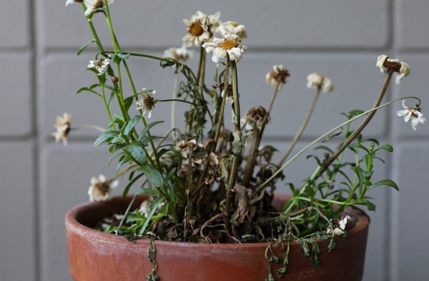 Revive your sick or dried-out potted plants with this surprising culinary tip!