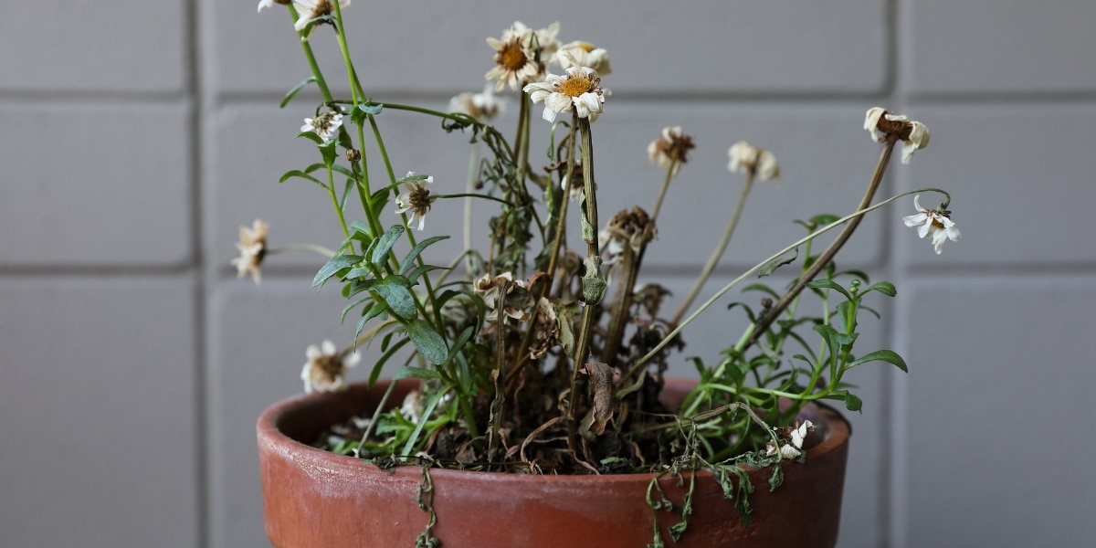 Revive your sick or dried-out potted plants with this surprising culinary tip!