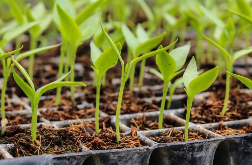 Seeding success: 4 must-have practical tips for this year