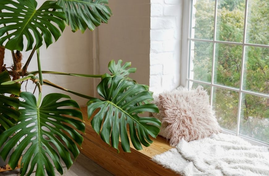 Découvrez 3 plantes incontournables pour chasser l'humidité de votre intérieur !