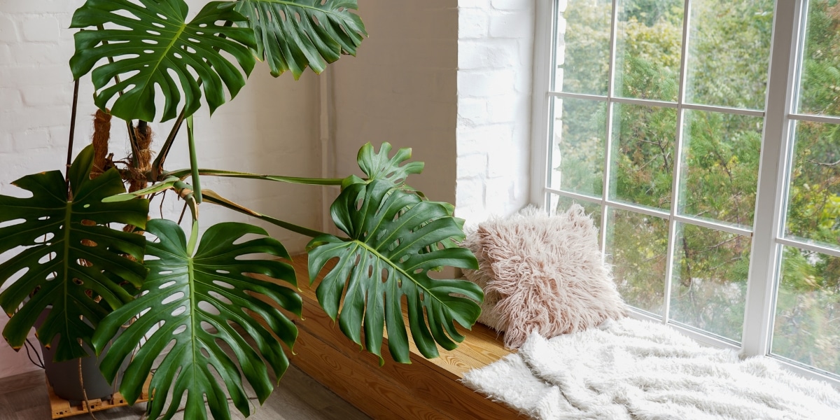 Découvrez 3 plantes incontournables pour chasser l'humidité de votre intérieur !